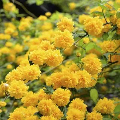 Керрия японская АУРЕОВАРИЕГАТТА  Керрия японская АУРЕОВАРИЕГАТТА в Кемерово