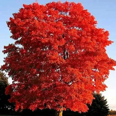 Дуб красный  в Кемерово