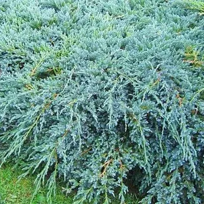 Можжевельник БЛЮ КАРПЕТ чешуйчатый  Можжевельник БЛЮ КАРПЕТ чешуйчатый в Кемерово