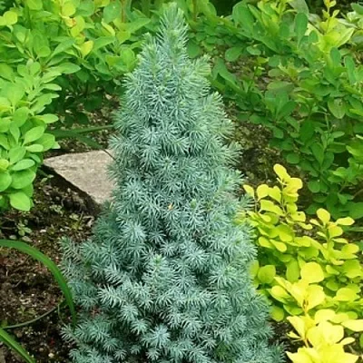 Ель КОНИКА сизая  Ель КОНИКА сизая в Кемерово