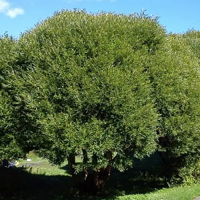 Ива ломкая   Ива ломкая  в Кемерово