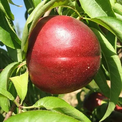 Нектарин ФАНТАЗИЯ  Нектарин ФАНТАЗИЯ в Кемерово