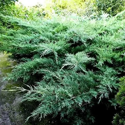 Можжевельник ПФИТЦЕРИАНА ГЛАУКА средний  Можжевельник ПФИТЦЕРИАНА ГЛАУКА средний в Кемерово