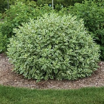 Дерен ЭЛЕГАНТИССИМА белый  Дерен ЭЛЕГАНТИССИМА белый в Кемерово