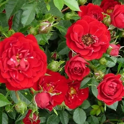 Саженцы роз РЕД КАСКАД почвопокровная в Кемерово