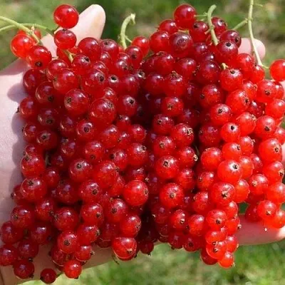 Смородина красная РЕД ПУЛ  Смородина красная РЕД ПУЛ в Кемерово