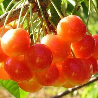 Черешня СОПЕРНИЦА в Кемерово