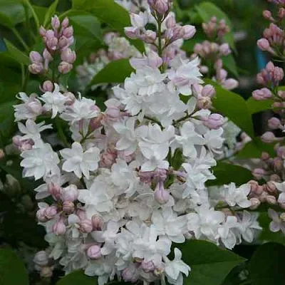 Сирень КРАСАВИЦА МОСКВЫ  Сирень КРАСАВИЦА МОСКВЫ в Кемерово