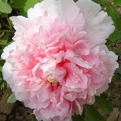 Пион БУКЕТ РОЗОВЫХ ГВОЗДИК древовидный  Пион БУКЕТ РОЗОВЫХ ГВОЗДИК древовидный в Кемерово