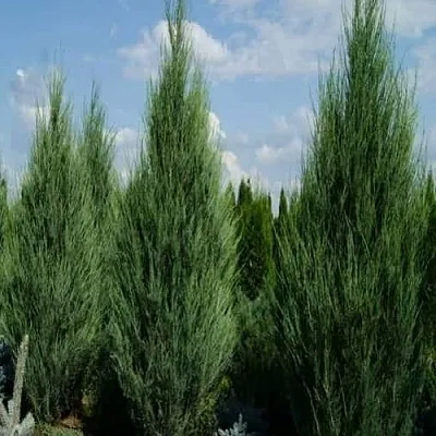 Можжевельник СКАЙРОКЕТ скальный  Можжевельник СКАЙРОКЕТ скальный в Кемерово