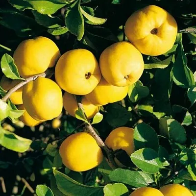 Айва ЦЕЗАРЬ  Айва ЦЕЗАРЬ в Кемерово