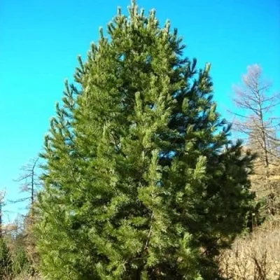 Сосна кедровая сибирская в Кемерово
