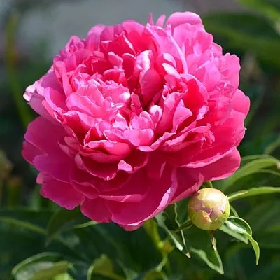 Пион БУШЕЛА травянистый  Пион БУШЕЛА травянистый в Кемерово