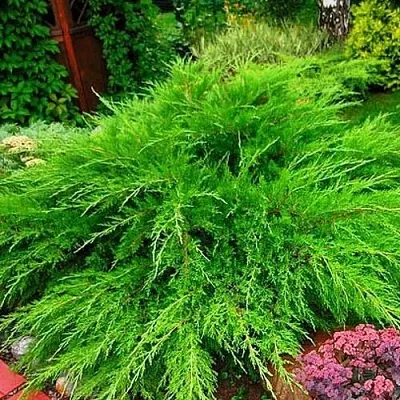 Можжевельник МИНТ ДЖУЛЕП средний  Можжевельник средний Mint Julep (МИНТ ДЖУЛЕП) в Кемерово