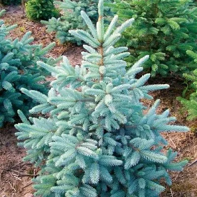 Ель КЕЙБАБ колючая  Ель КЕЙБАБ колючая в Кемерово