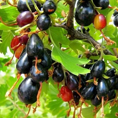 Смородина золотистая БОКАЛИНСКАЯ  Смородина золотистая БОКАЛИНСКАЯ в Кемерово