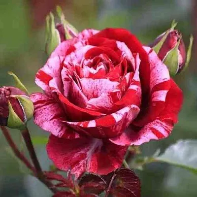 Саженцы роз ДИП ИМПРЕШН флорибунда в Кемерово