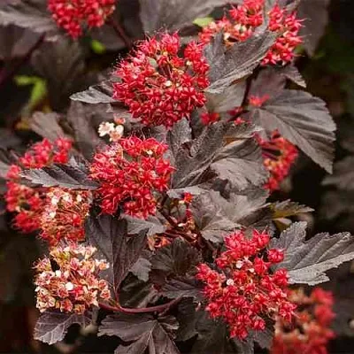 Пузыреплодник РЕД БАРОН  Пузыреплодник РЕД БАРОН в Кемерово