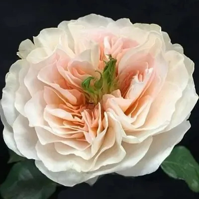 Саженцы роз ЧАРИТИ английская в Кемерово