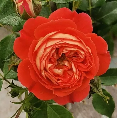 Саженцы роз СТАРЛЕТ РОУЗ КАРМЕН плетистая  Саженцы роз СТАРЛЕТ РОУЗ КАРМЕН плетистая в Кемерово