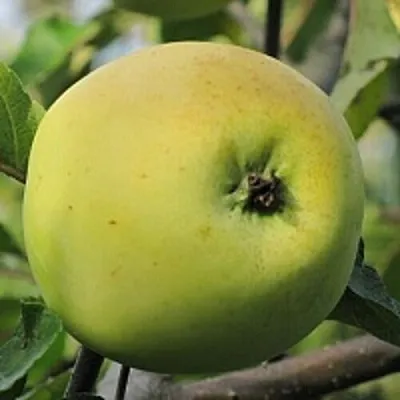 Яблоня РОССИЯНКА  Яблоня РОССИЯНКА в Кемерово