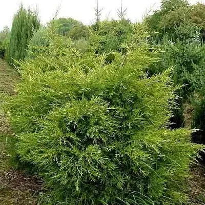 Можжевельник КУРИВАО ГОЛД китайский  Можжевельник КУРИВАО ГОЛД китайский в Кемерово