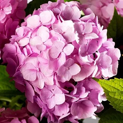 Гортензия БУКЕТ РОУЗ крупнолистная в Кемерово