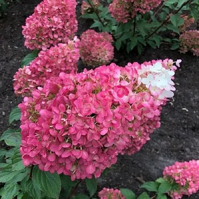 Гортензия СТРОБЕРРИ БЛОССОМ метельчатая  Гортензия СТРОБЕРРИ БЛОССОМ метельчатая в Кемерово