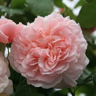 Саженцы роз РОЗ ДЕ ТОЛБИАК плетистая  Саженцы роз РОЗ ДЕ ТОЛБИАК плетистая в Кемерово