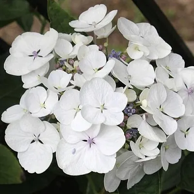 Гортензия ЛИБЕЛЛЕ крупнолистная  Гортензия ЛИБЕЛЛЕ крупнолистная в Кемерово