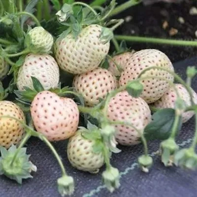 Клубника АНАНАСА ремонтантная — описание сорта Клубника АНАНАСА ремонтантная в Кемерово