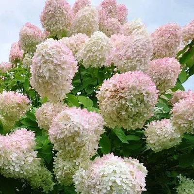 Гортензия ГРАНДИФЛОРА метельчатая  Гортензия ГРАНДИФЛОРА метельчатая в Кемерово