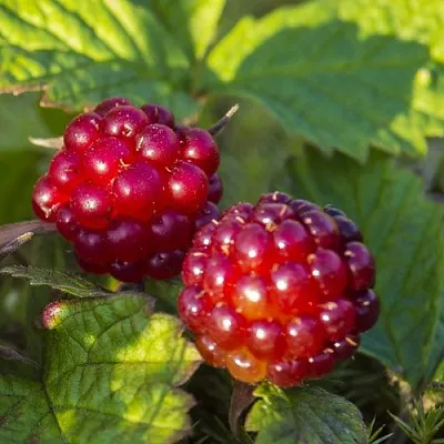 Княженика ЛИНДА в Кемерово