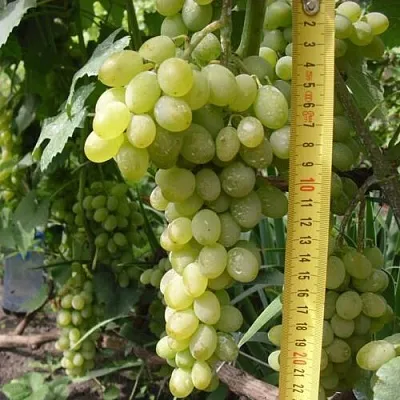 Виноград АНАНАСНЫЙ РАННИЙ  Виноград АНАНАСНЫЙ РАННИЙ в Кемерово