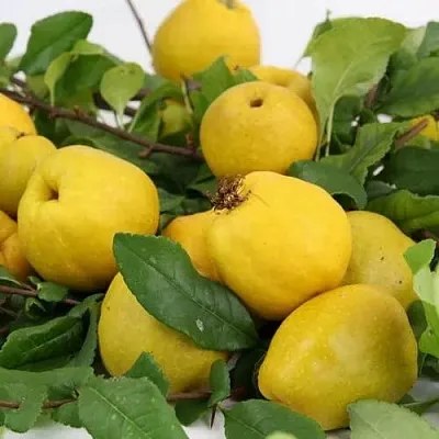 Айва ЯПОНСКАЯ  Айва ЯПОНСКАЯ в Кемерово