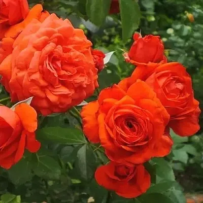 Саженцы роз МАЙНТАУЭР плетистая  Саженцы роз МАЙНТАУЭР плетистая в Кемерово