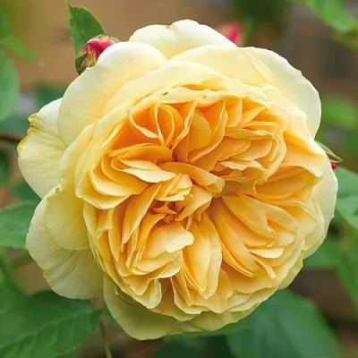 Саженцы роз ТИЗИНГ ДЖОРДЖИЯ английская в Кемерово