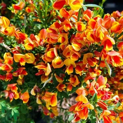 Ракитник АНДРЕАНУС в Кемерово