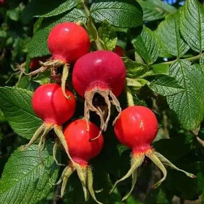 Шиповник ВИТАМИННЫЙ ВНИВИ  Шиповник ВИТАМИННЫЙ ВНИВИ в Кемерово