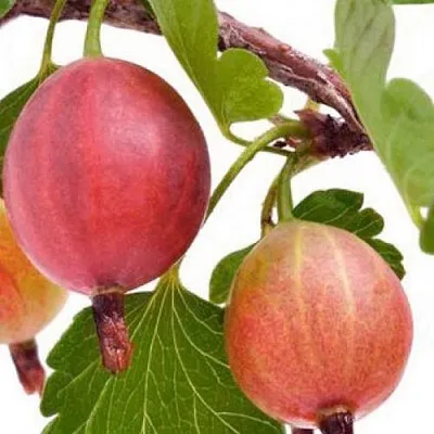 Крыжовник ЯРКИЙ  Крыжовник ЯРКИЙ в Кемерово