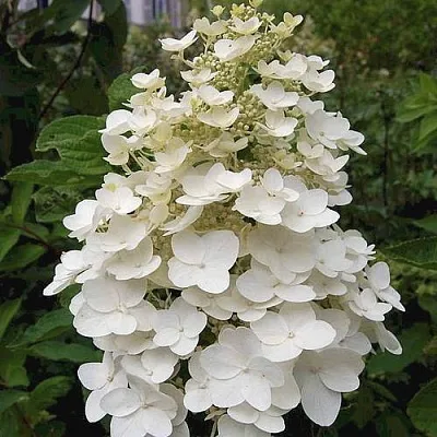 Гортензия КИУШУ метельчатая  Гортензия КИУШУ метельчатая в Кемерово