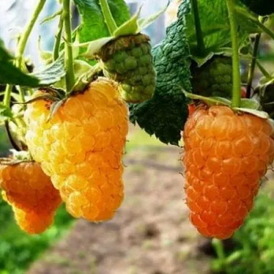 Малина ОРАНЖЕВОЕ ЧУДО  Малина ОРАНЖЕВОЕ ЧУДО в Кемерово