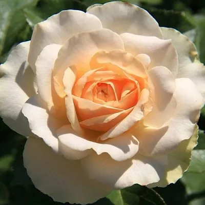 Саженцы роз САН СУСИ флорибунда в Кемерово