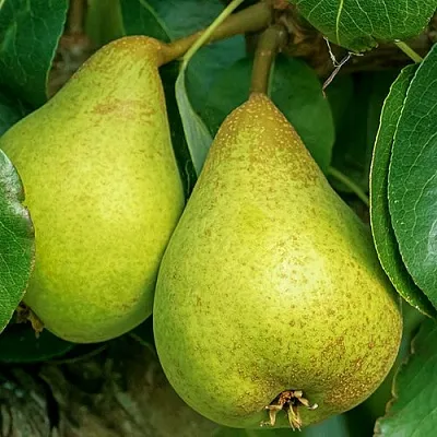 Груша Г-6 колонновидная в Кемерово