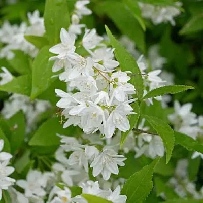 Дейция шершавая в Кемерово