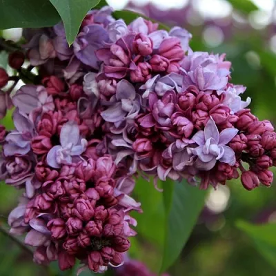 Сирень П.П.КОНЧАЛОВСКИЙ  Сирень П.П.КОНЧАЛОВСКИЙ в Кемерово