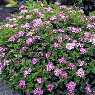 Спирея ЛИТЛ ПРИНЦЕСС японская в Кемерово