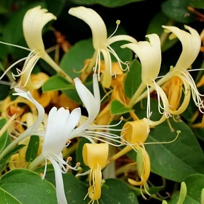 Жимолость ХАЛЛИАНА японская (Хелиана) в Кемерово