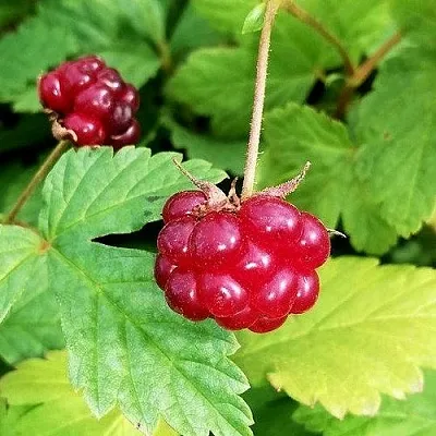 Княженика АННА в Кемерово