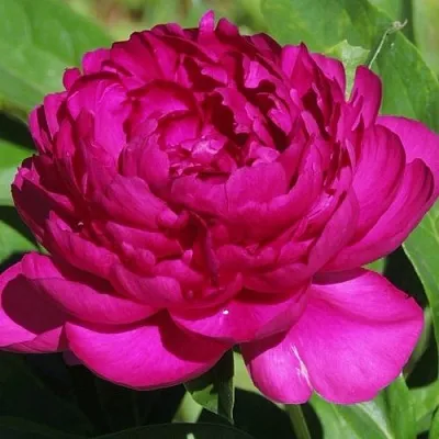 Пион БАРХАТ НОЧИ травянистый  Пион БАРХАТ НОЧИ травянистый в Кемерово